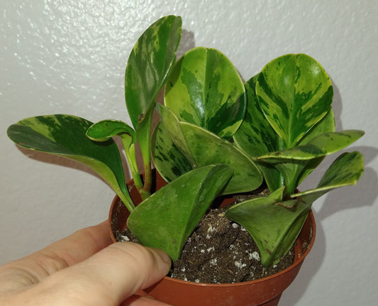 Peperomia obtusifolia "Marble" 4" Live Houseplant