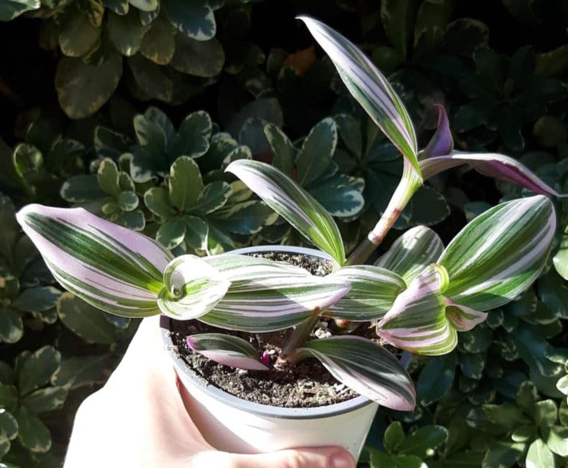 Tradescantia nanouk 4 Inch Live Houseplant