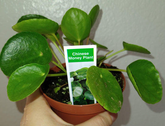 Pilea peperomioides 4" Live Houseplant