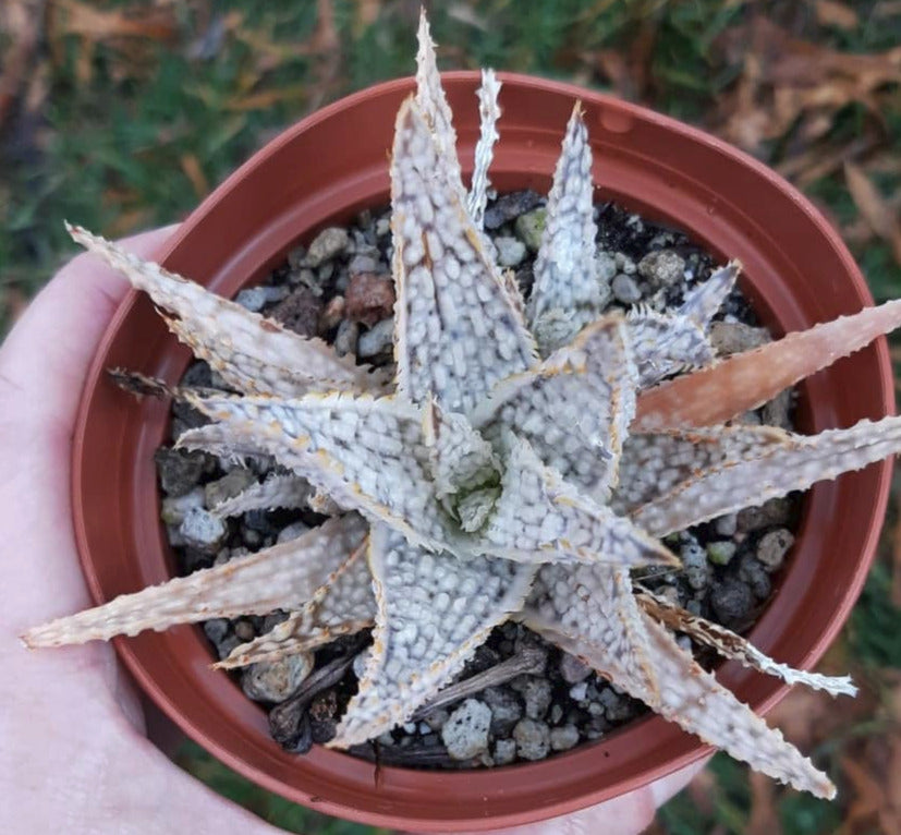Aloe Diego White Lightning 4 Inch Live Succulent