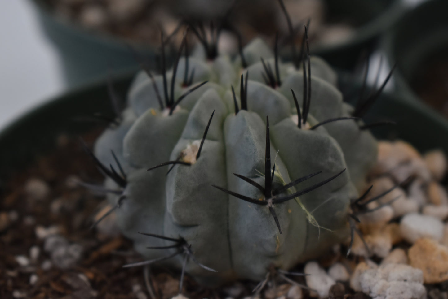 Eriosyce paucicostata Live Cactus in 5 Inch