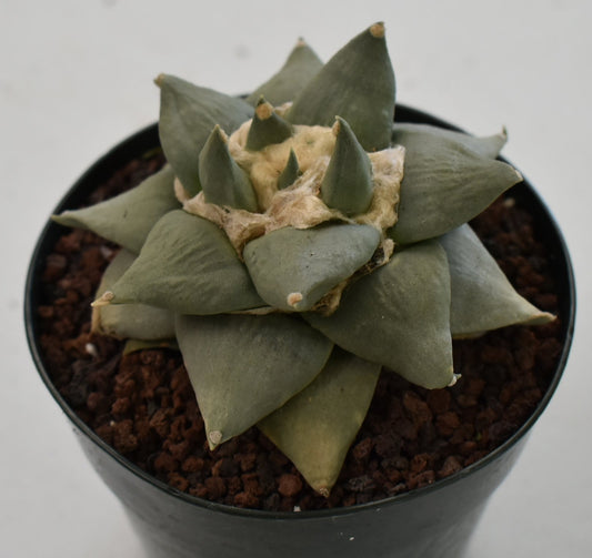 Ariocarpus retusus Live Cactus in 5 Inch - Exact Plant
