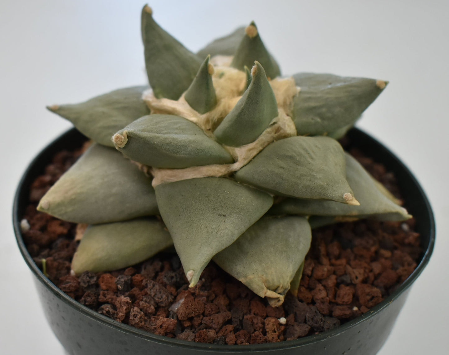 Ariocarpus retusus Live Cactus in 5 Inch - Exact Plant