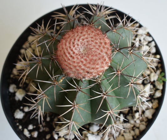 Melocactus matanzanus Live Cactus In 8 Inch