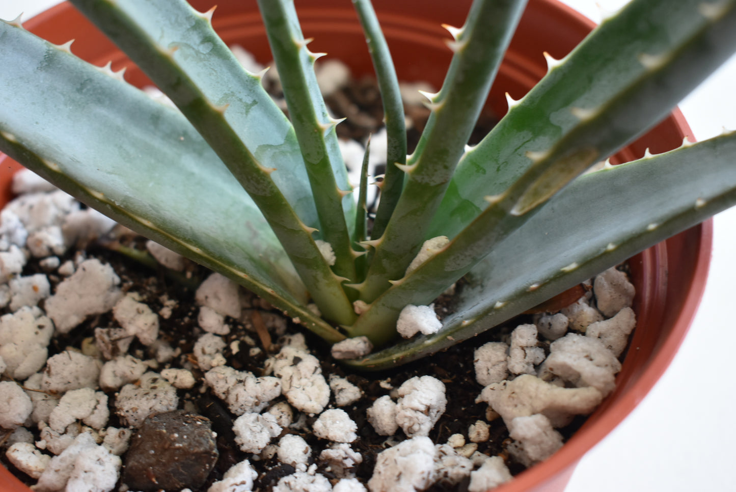 Aloe suprafoliata Live Succulent In 6 Inch