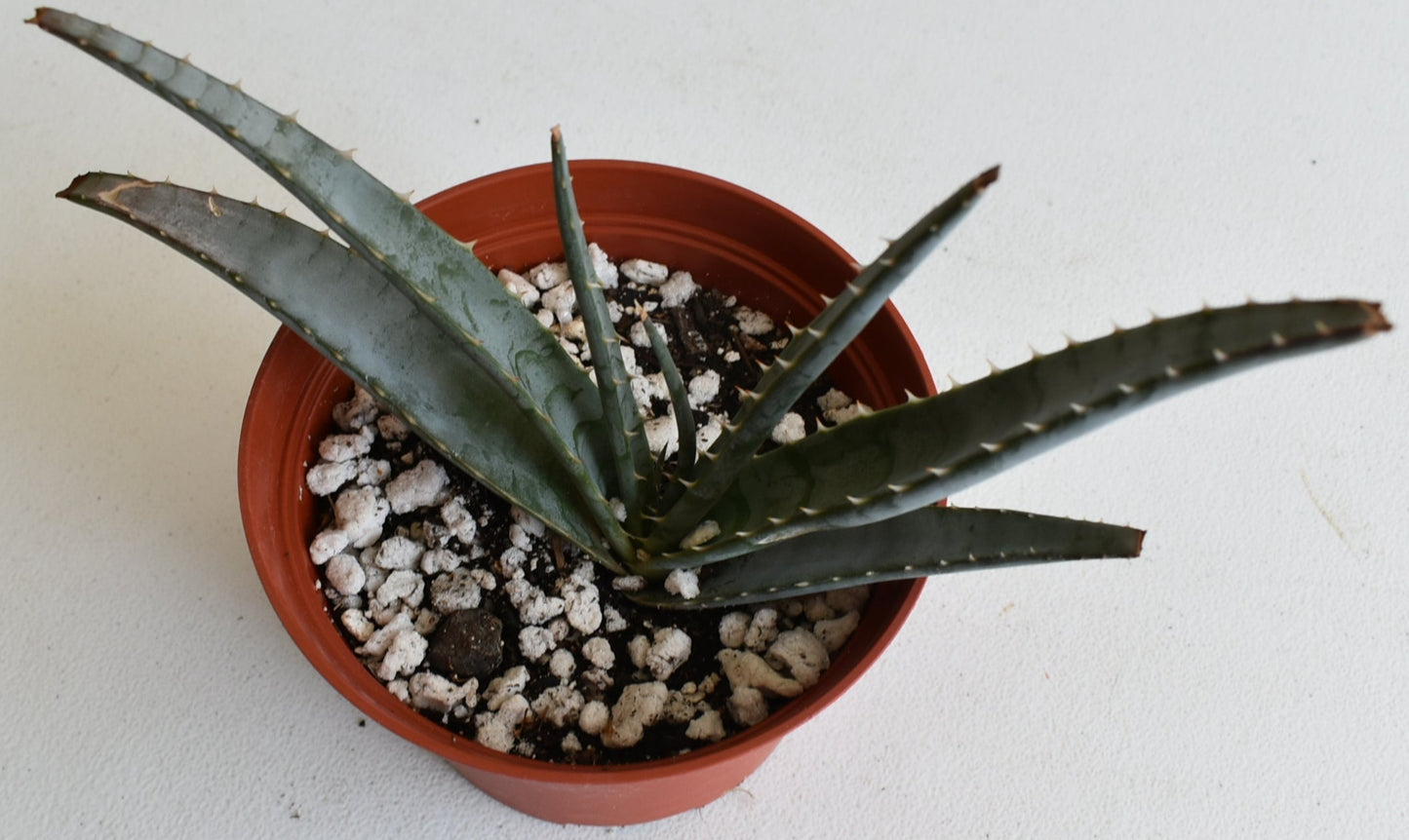 Aloe suprafoliata Live Succulent In 6 Inch