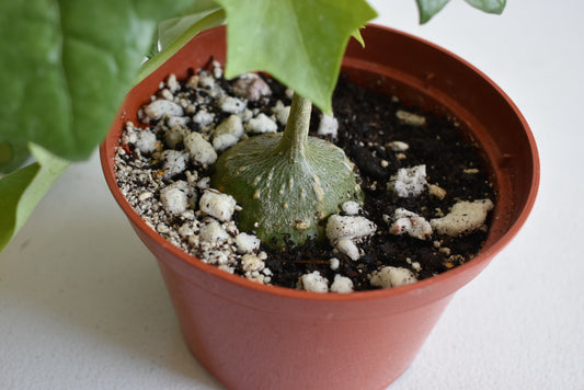 Gerrardanthus macrorhizus Live Succulent In 5 Inch