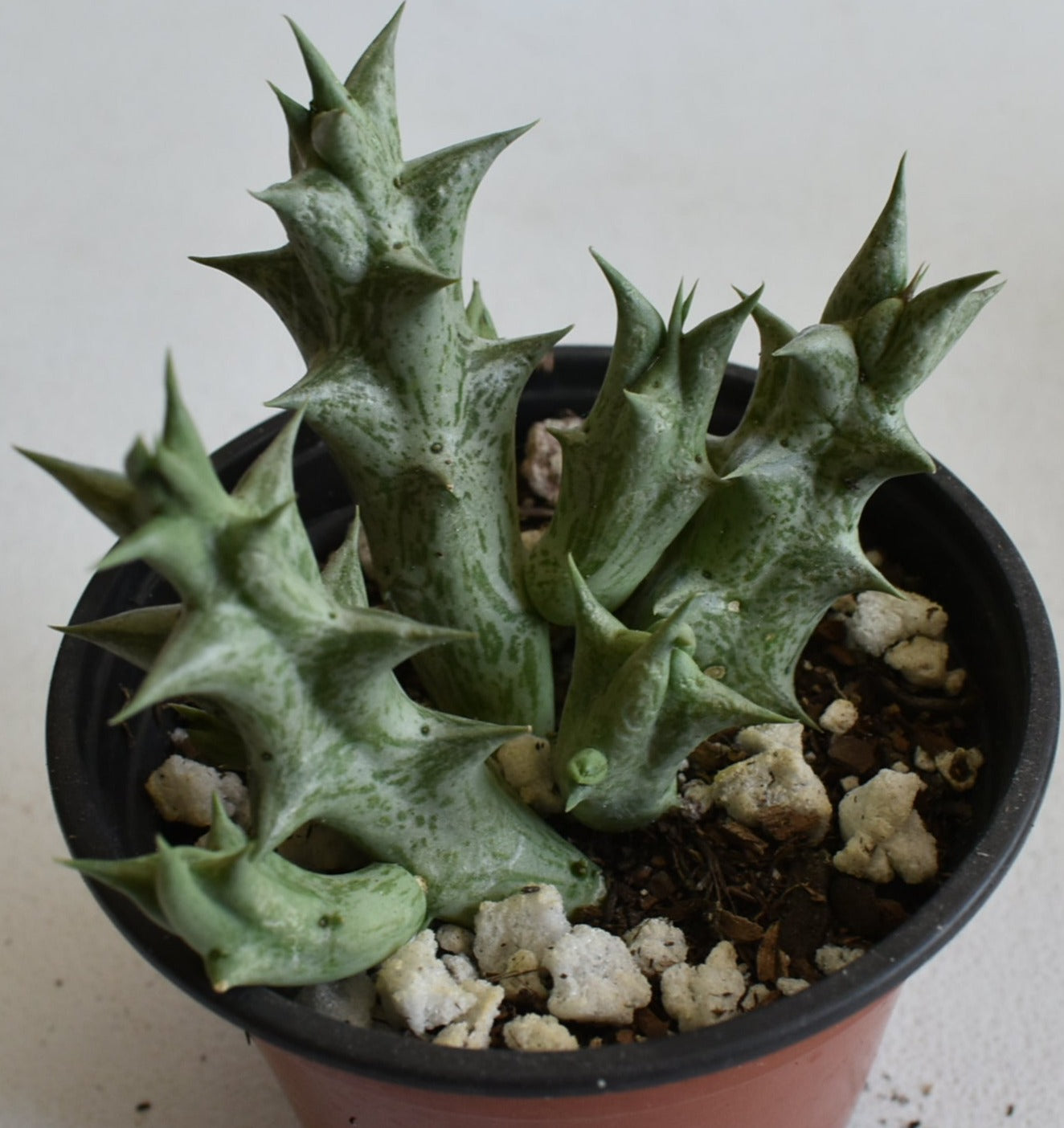 decaisne succulent Orbea decaisneana Live Succulent in 4 Inch