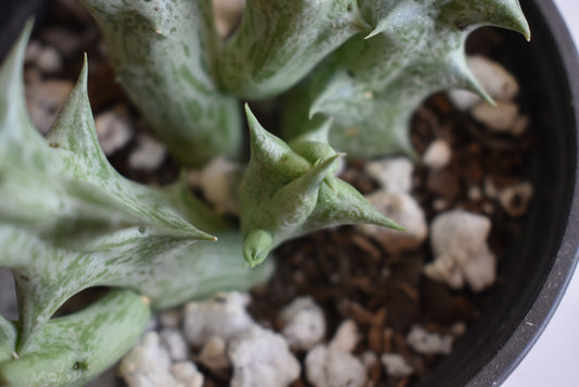 Orbea decaisneana Live Succulent in 4 Inch