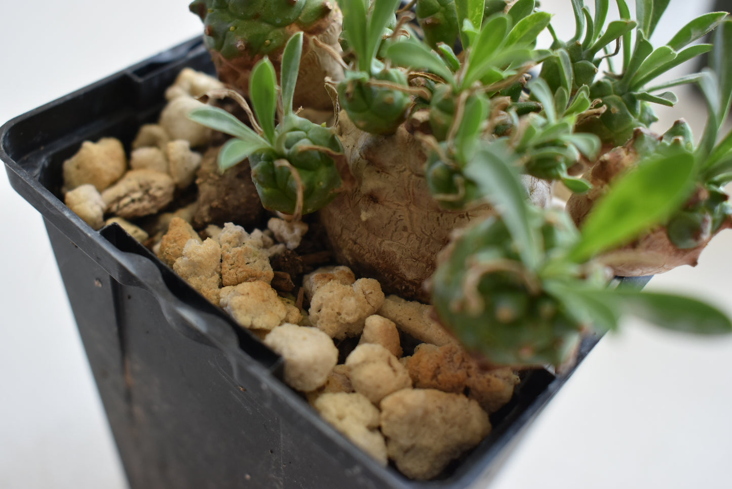 Euphorbia japonica Live Succulent In 4 Inch