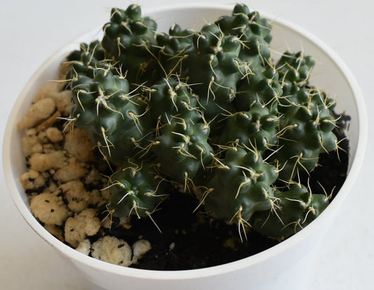 Puna subterranea Live Cactus In 4 Inch