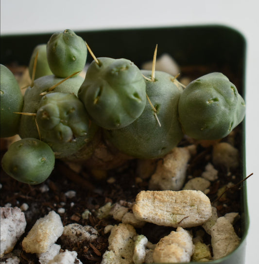 Puna subterranea f incahausi Live Cactus In 4 Inch