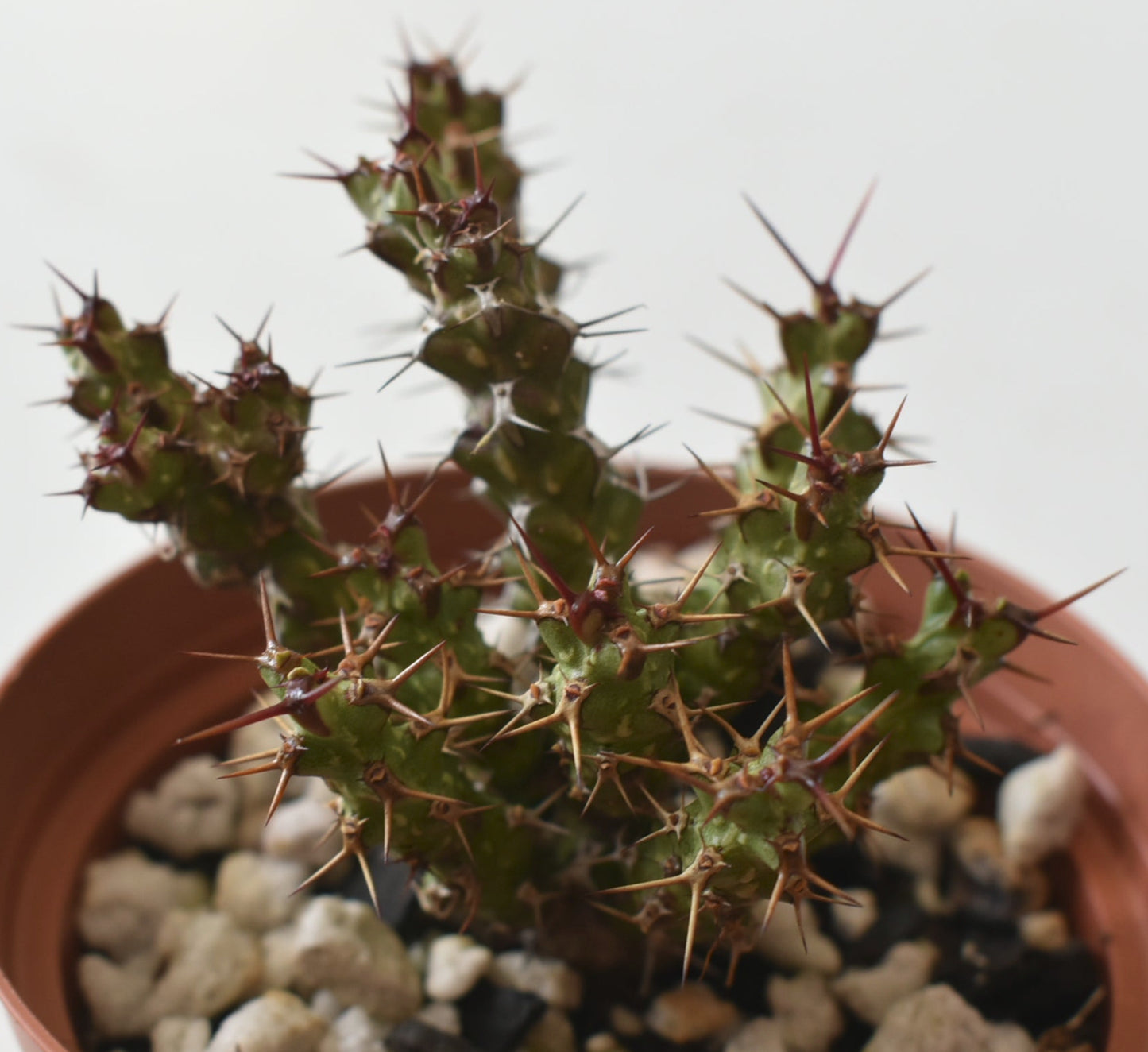 Euphorbia lenewtonii Live Succulent in 4 Inch
