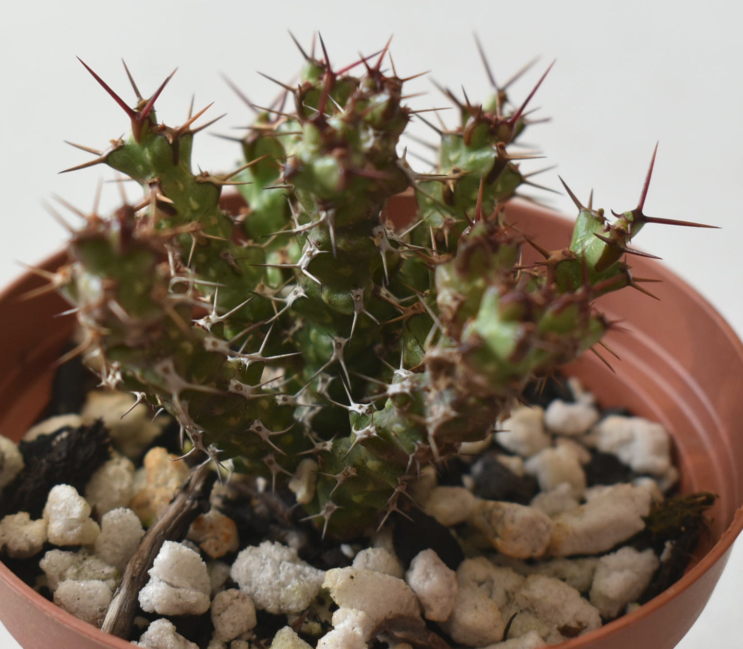 Euphorbia lenewtonii Live Succulent in 4 Inch