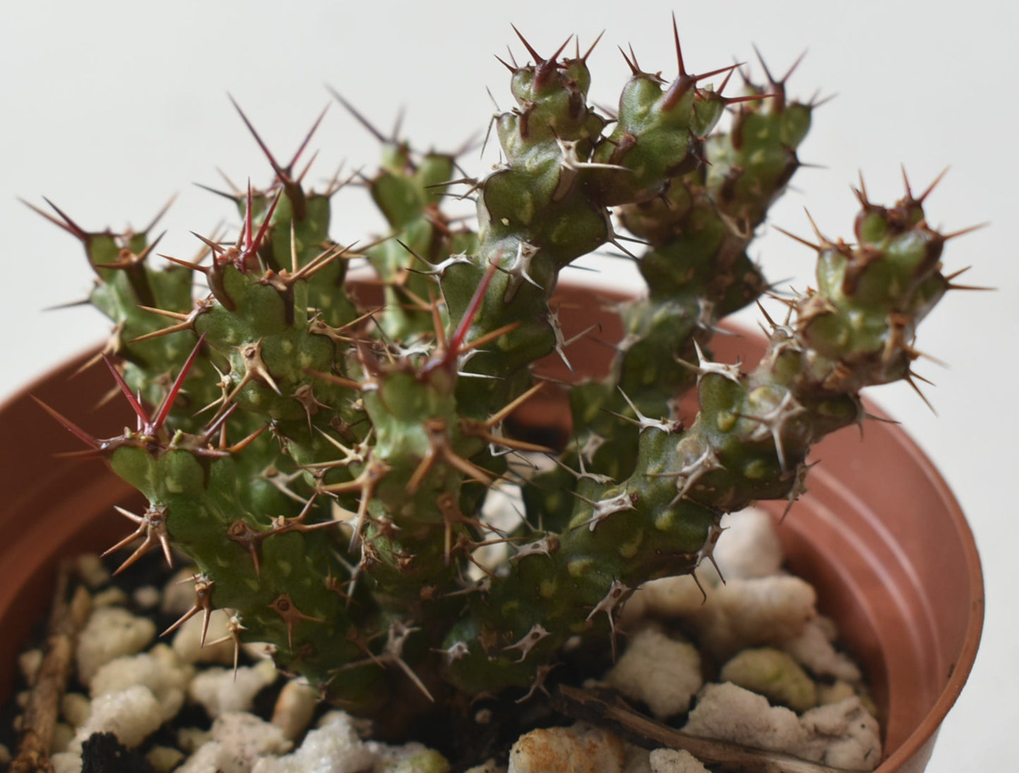 Euphorbia lenewtonii Live Succulent in 4 Inch