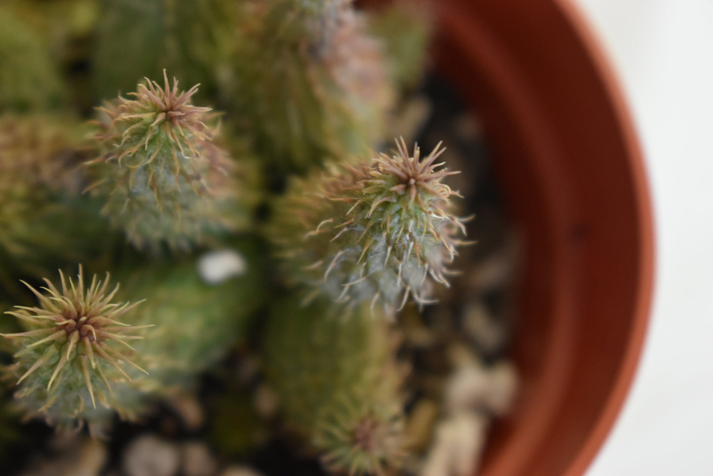 Huernia pillansii Live Succulent In 4 Inch