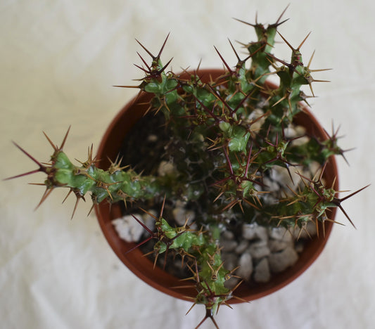 Euphorbia lenewtonii Live Succulent in 4 Inch