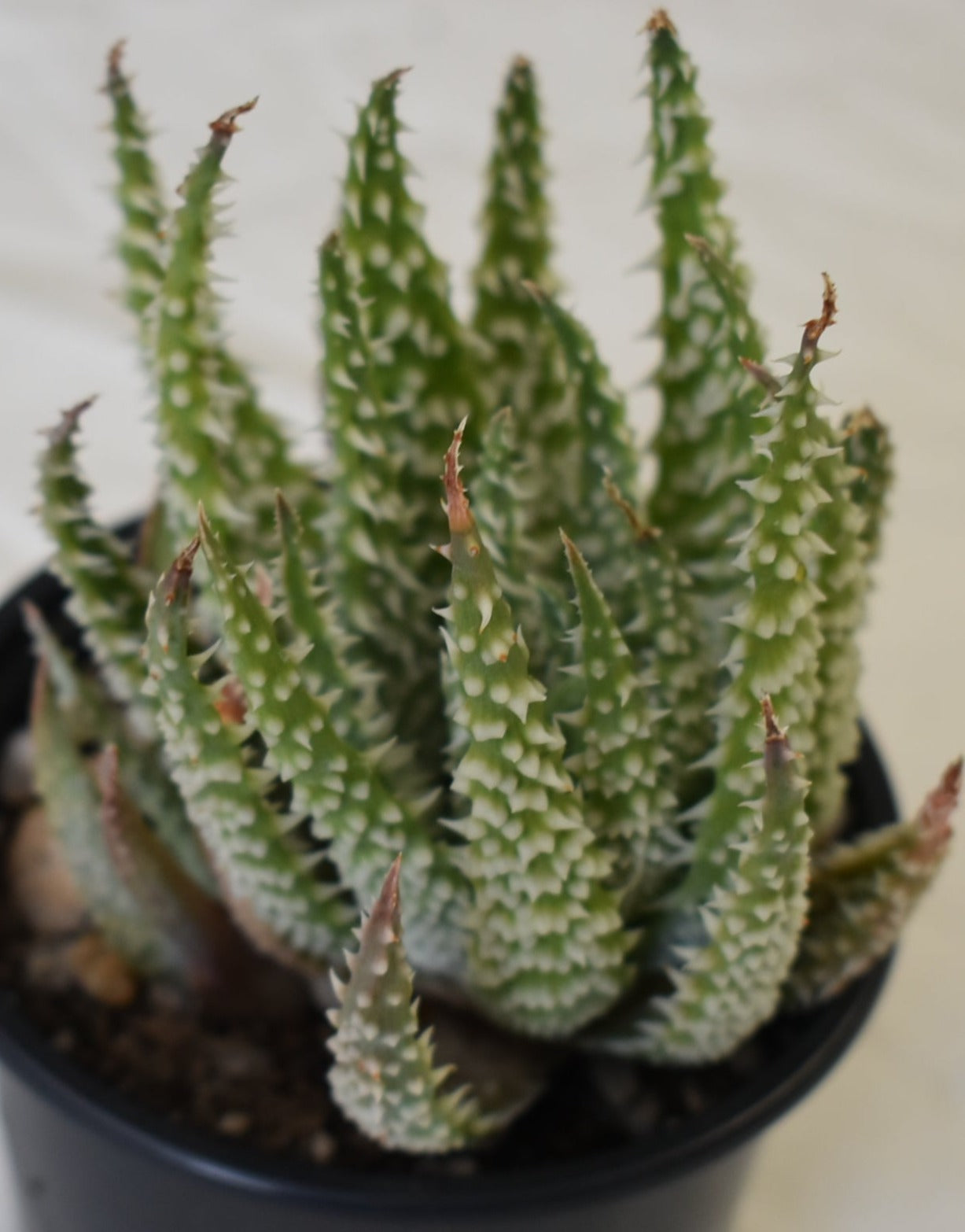 Aloe Humilis Hybrid Live Succulent In 4 Inch