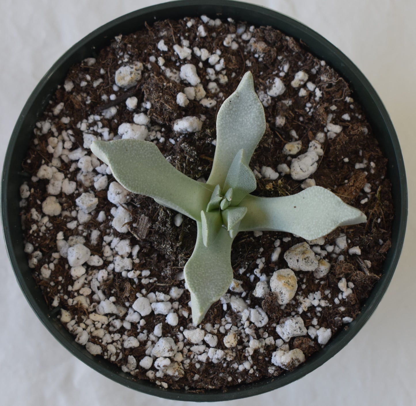 Schwantesia borcherdsii Live Succulent In 5 Inch