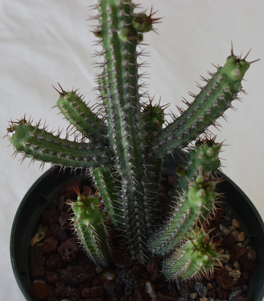 Euphorbia baioensis Live Succulent In 5 Inch
