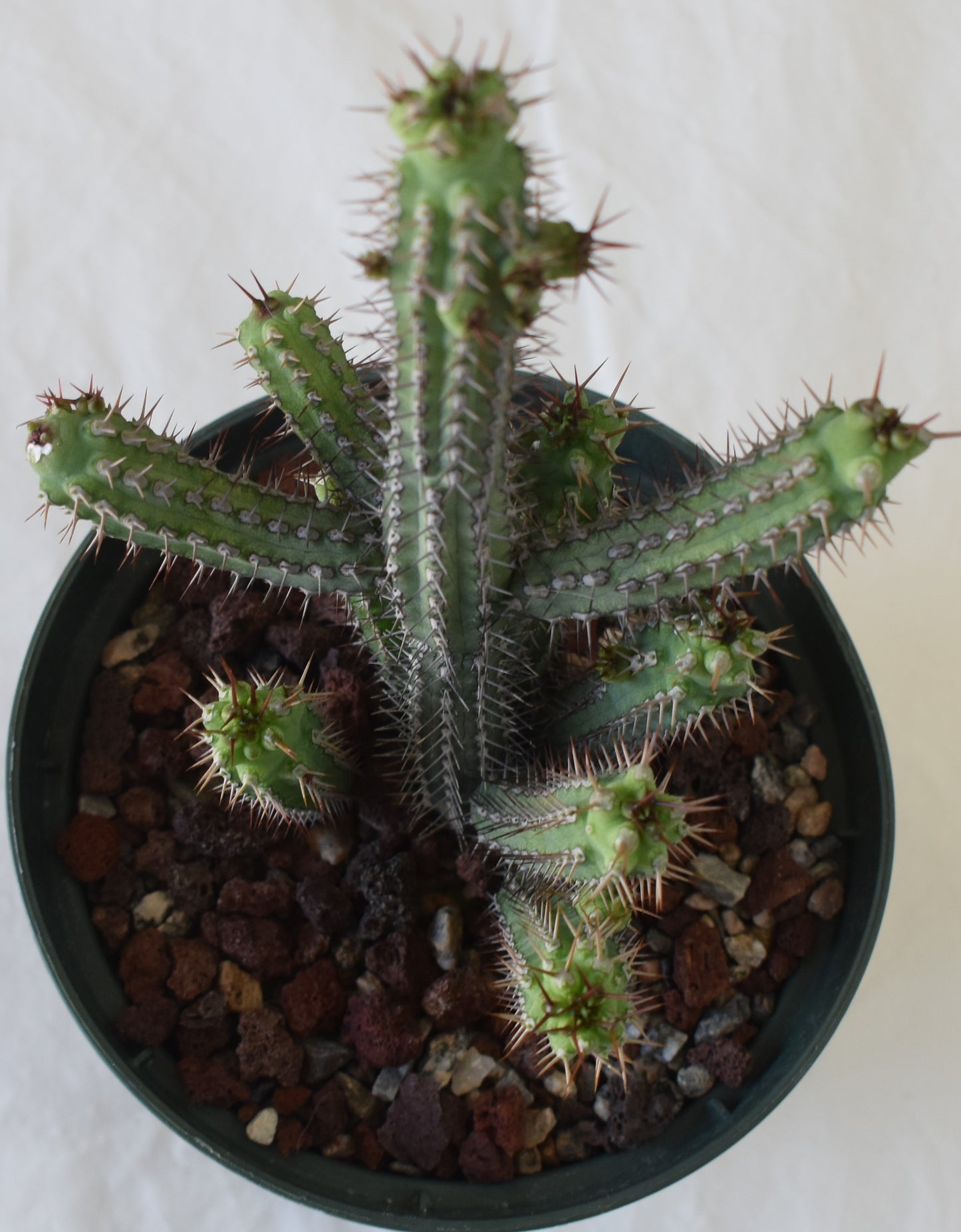 Euphorbia baioensis Live Succulent In 5 Inch