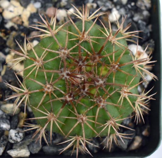 Melocactus conoideus Live Cactus In 4 Inch
