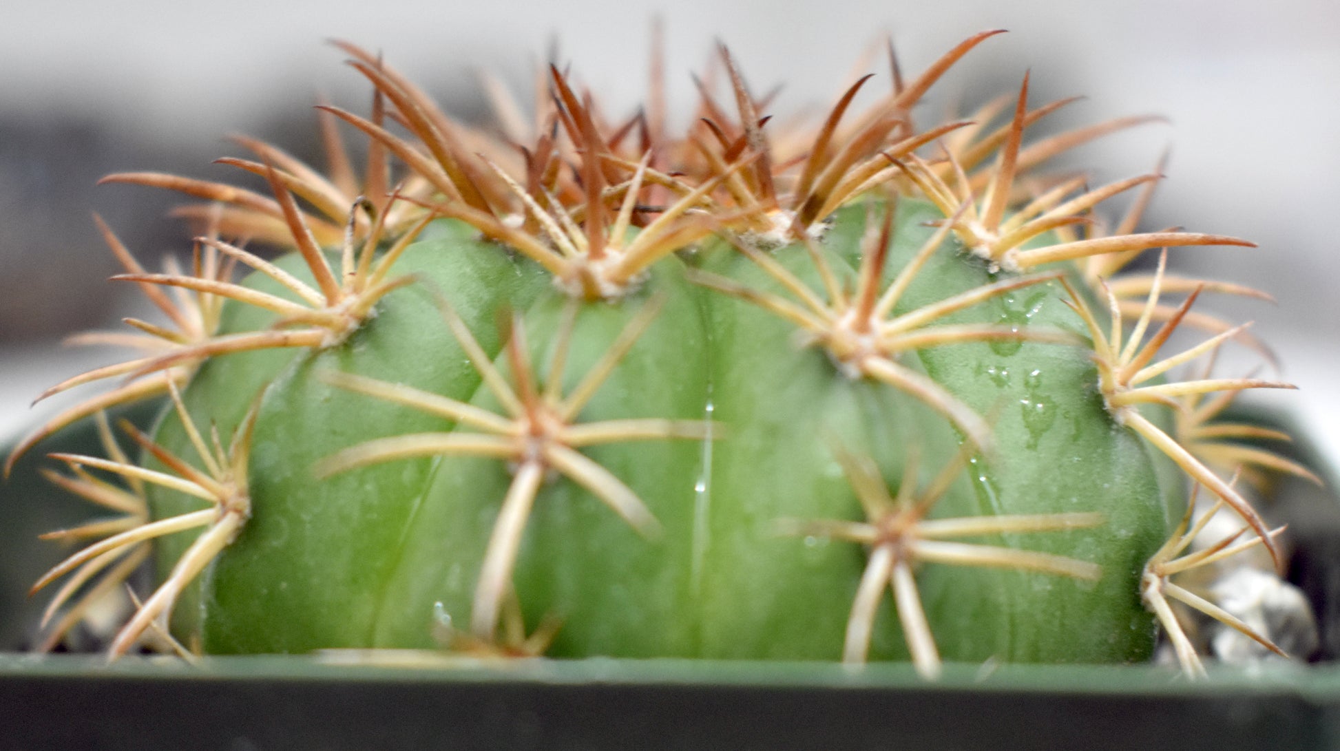 Melocactus conoideus Live Cactus In 4 Inch