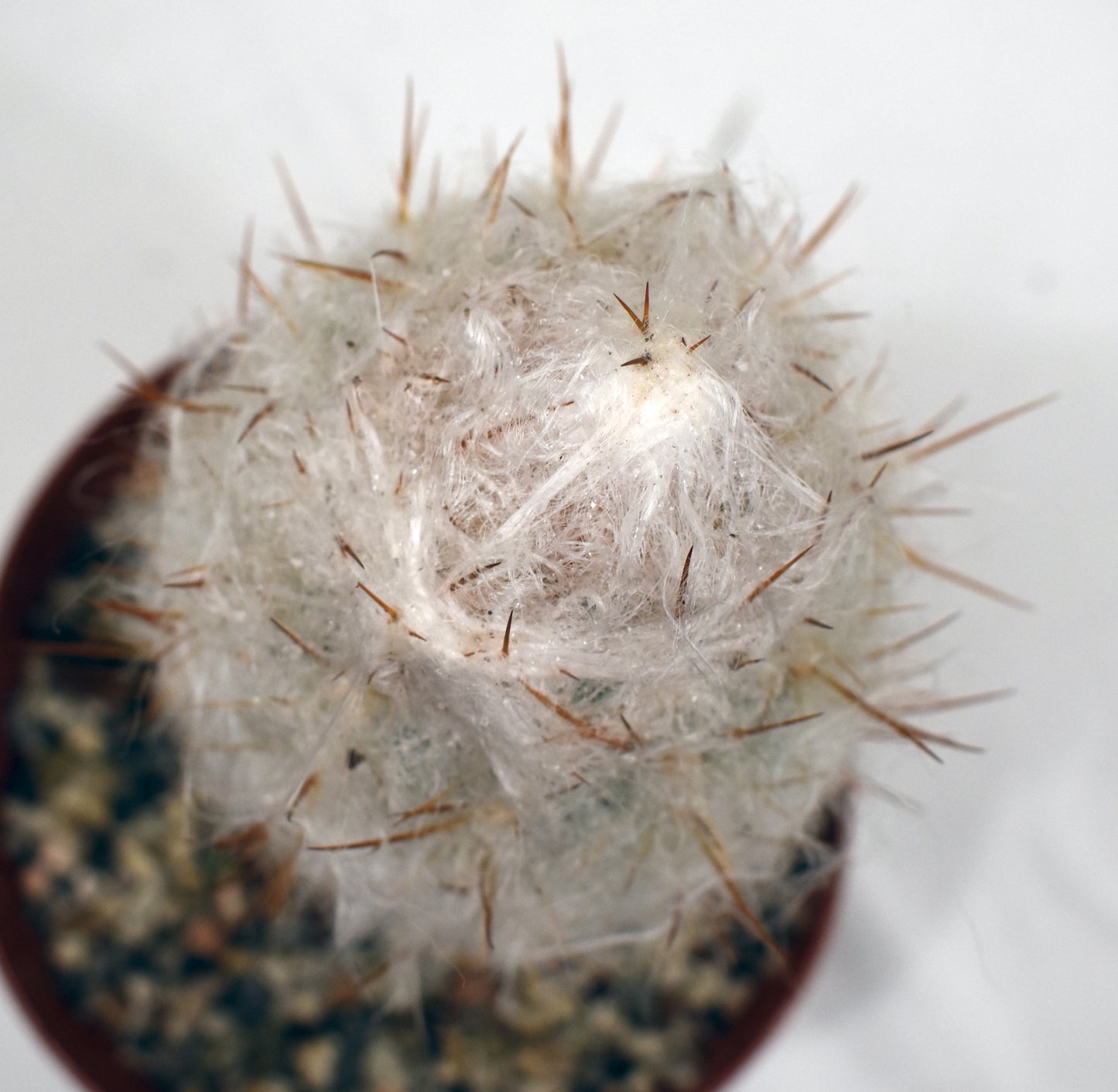 Oreocereus trollii Live Cactus In 6 Inch