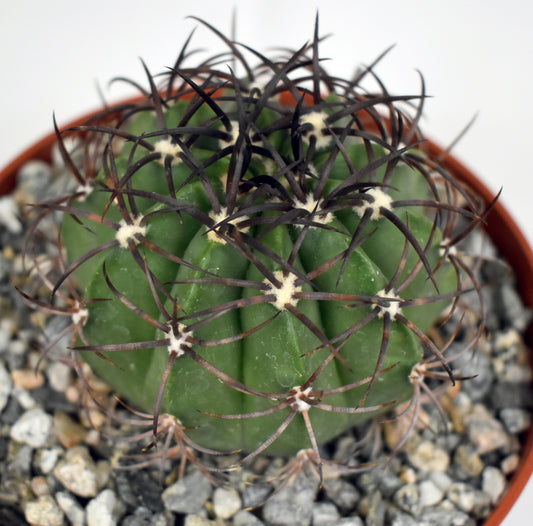 Melocactus diersianus Live Cactus in 5 Inch