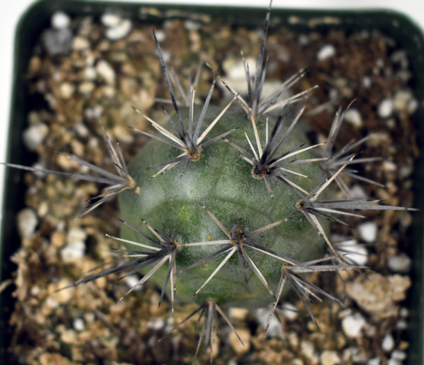 Tephrocactus alexanderi Live Cactus In 4 Inch