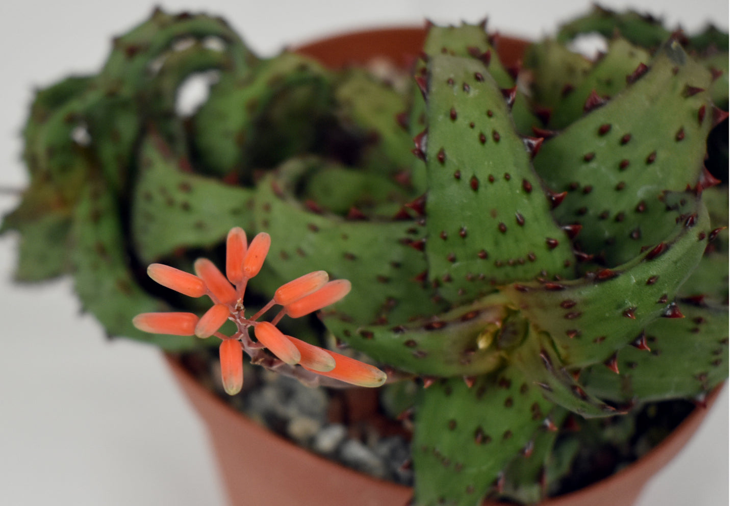 Aloe castilloniae Live Succulent in 6 Inch