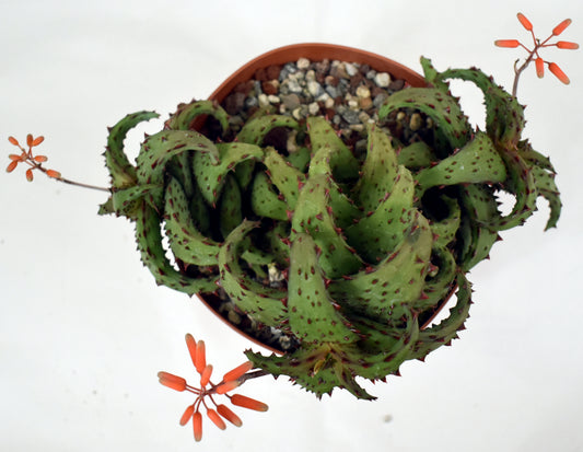 Aloe castilloniae Live Succulent in 6 Inch