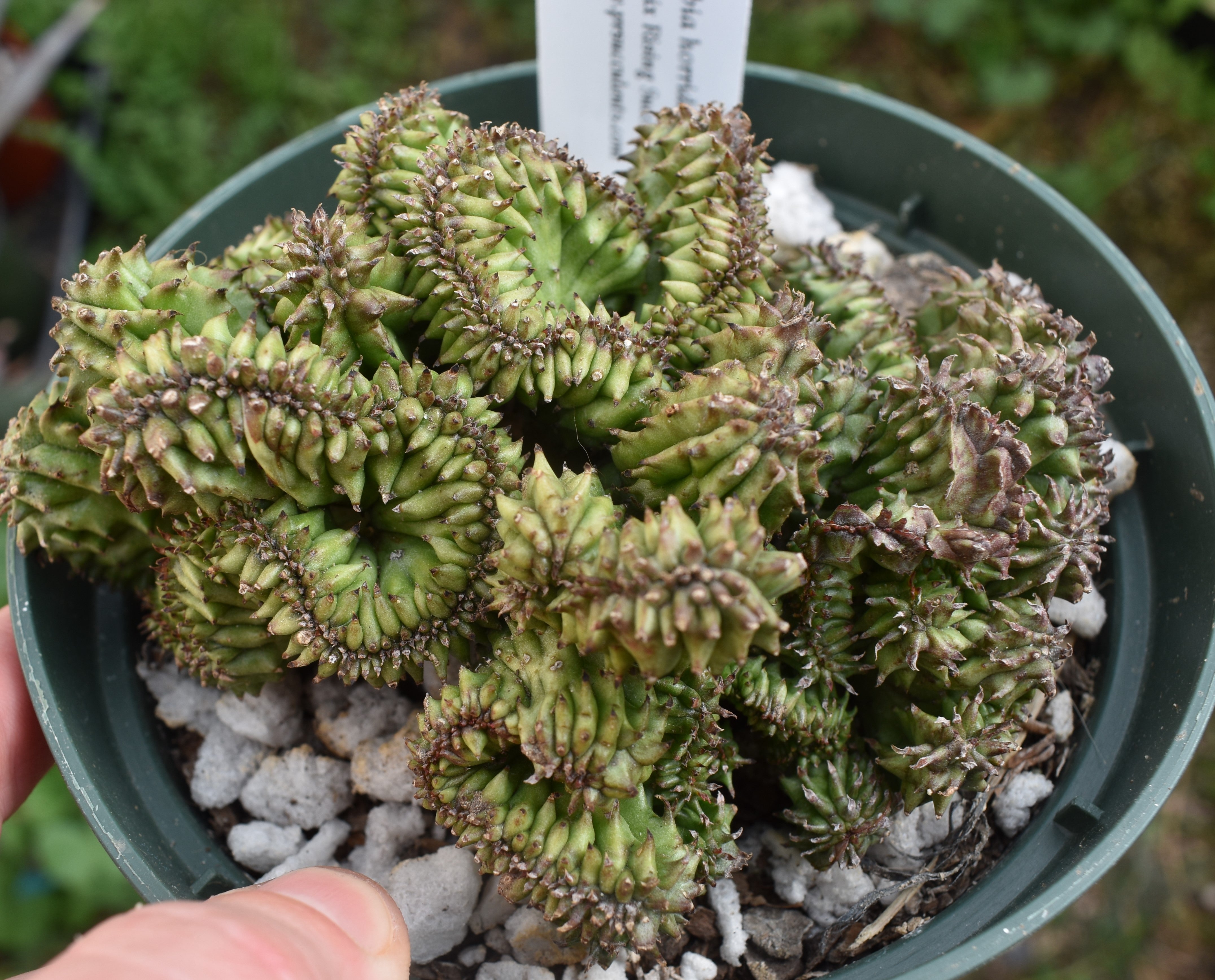 succulent f Euphorbia horrida f cristata Live Succulent in 6 Inch