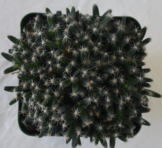 Trichodiadema bulbosum Live Succulent In 4 Inch