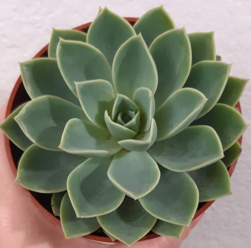 Echeveria 'Blue Atoll' 4 Inch Live Succulent
