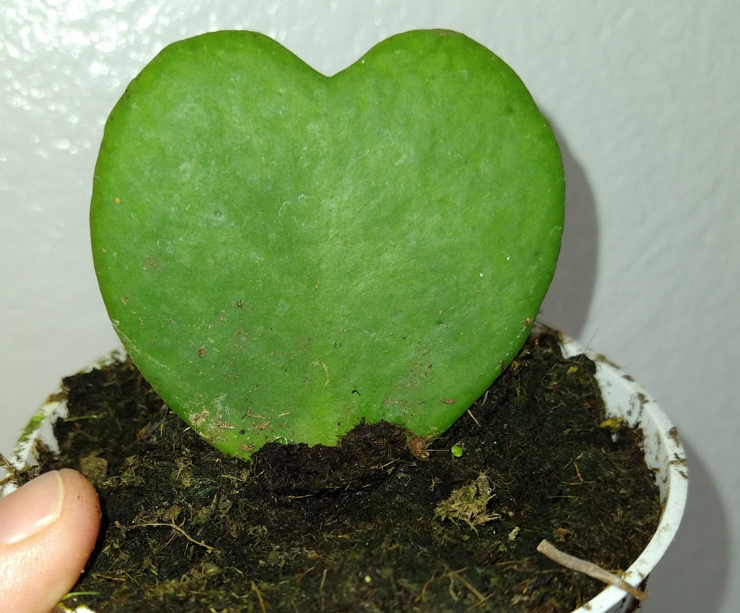Hoya kerrii 4" Live Houseplant
