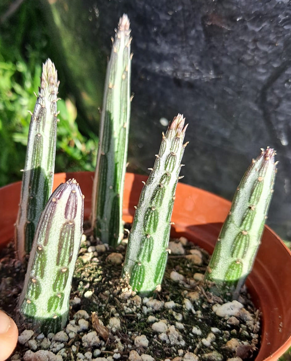 kilimanjaro succulent Senecio stapeliiformis 'Kilimanjaro' 4 Inch Live Succulent