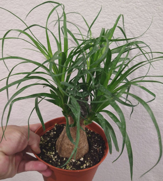 Beaucarnea recurvata aka Pony Tail Palm 6 Inch Live Houseplant