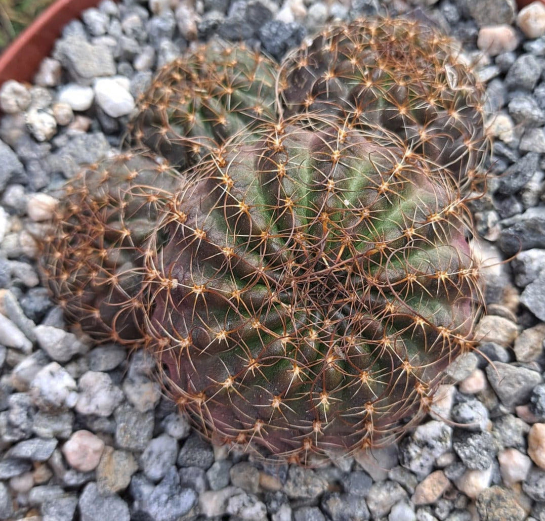 Lobivia saltensis in 6 Inch Live Cactus