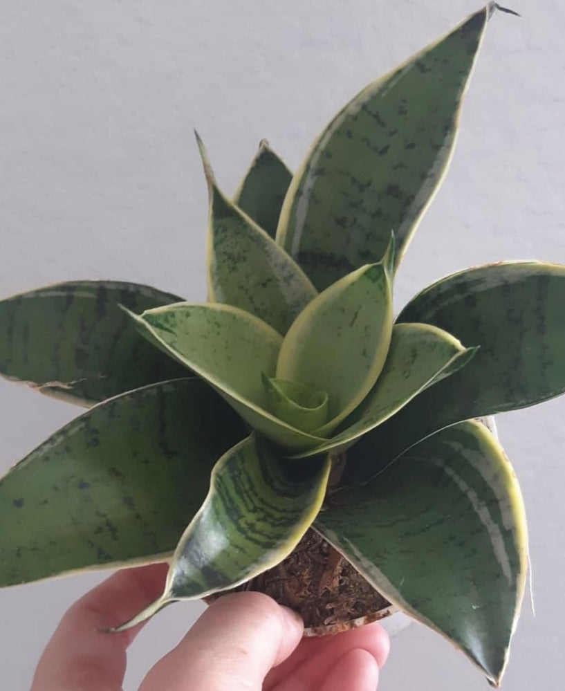 Sansevieria hahnii Silver Star 4 Inch Live Houseplant