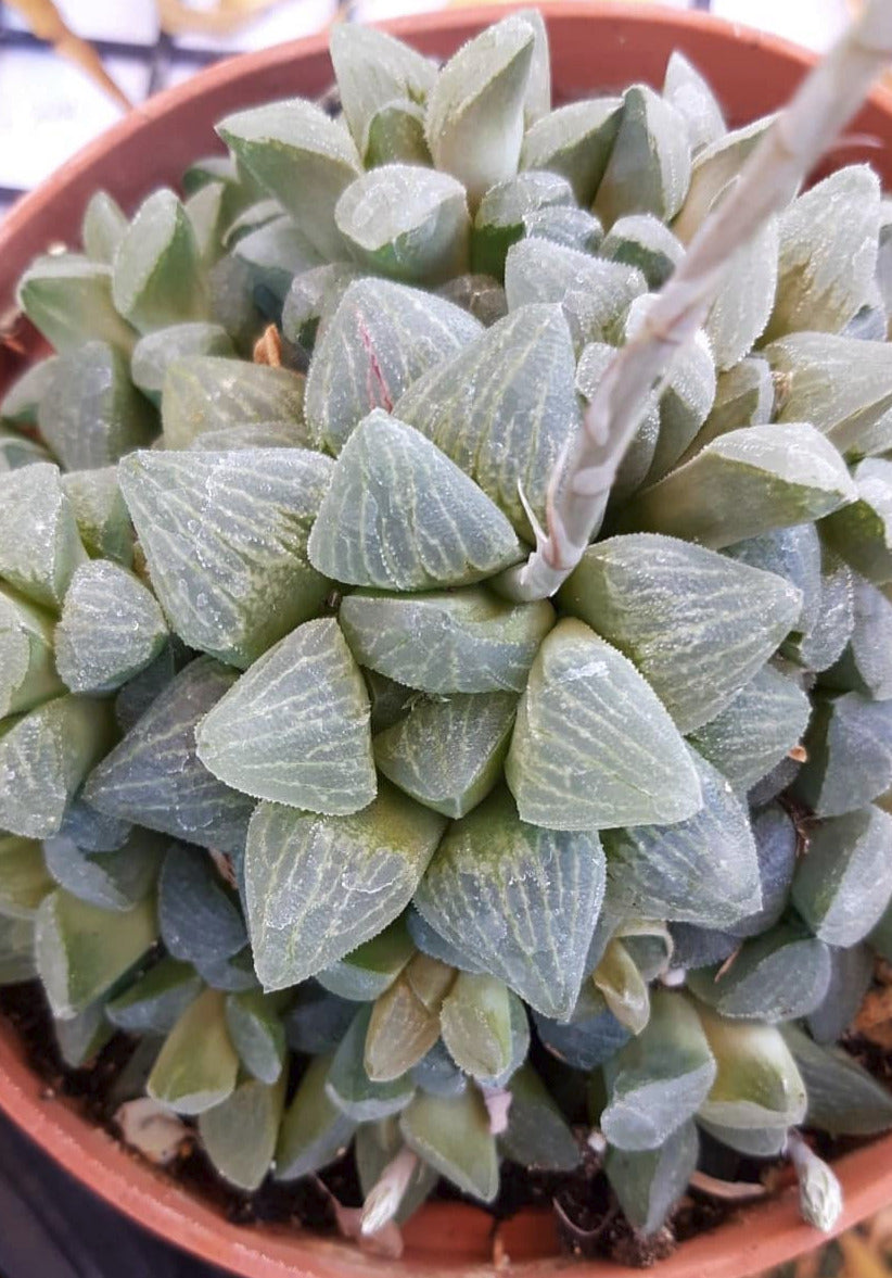 Haworthia pygmaea 6 Inch Live Succulent