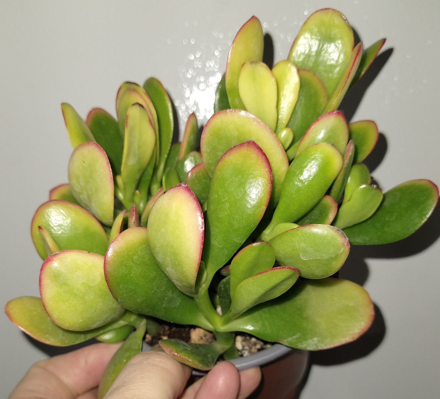 Crassula ovata "Hummel's sunset" 4 Inch Live Succulent