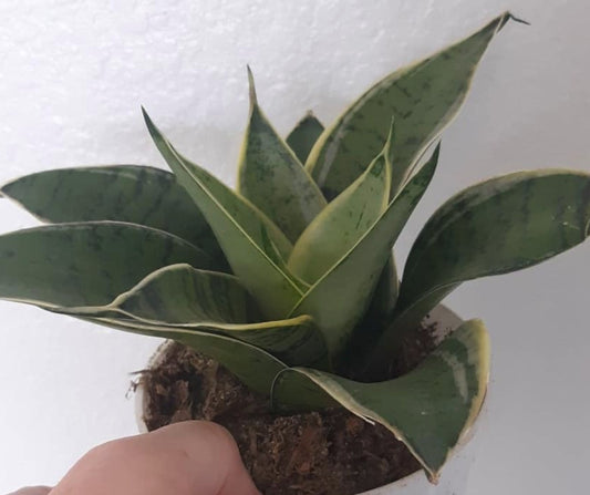 Sansevieria hahnii Silver Star 4 Inch Live Houseplant