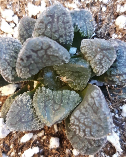 Haworthia 'Mordor' 4" Live Succulent