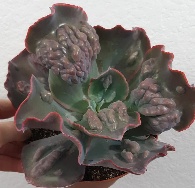 Echeveria 'Etna' 6 Inch Live Succulent