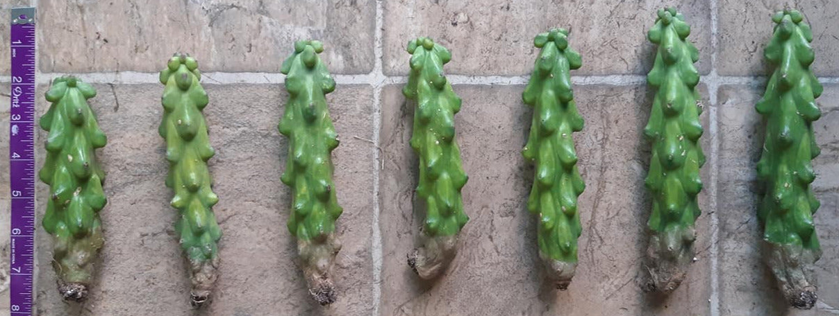 Myrtillocactus Geometrizans Fukurokuryuzinboku aka Boobie Cactus Live Cactus