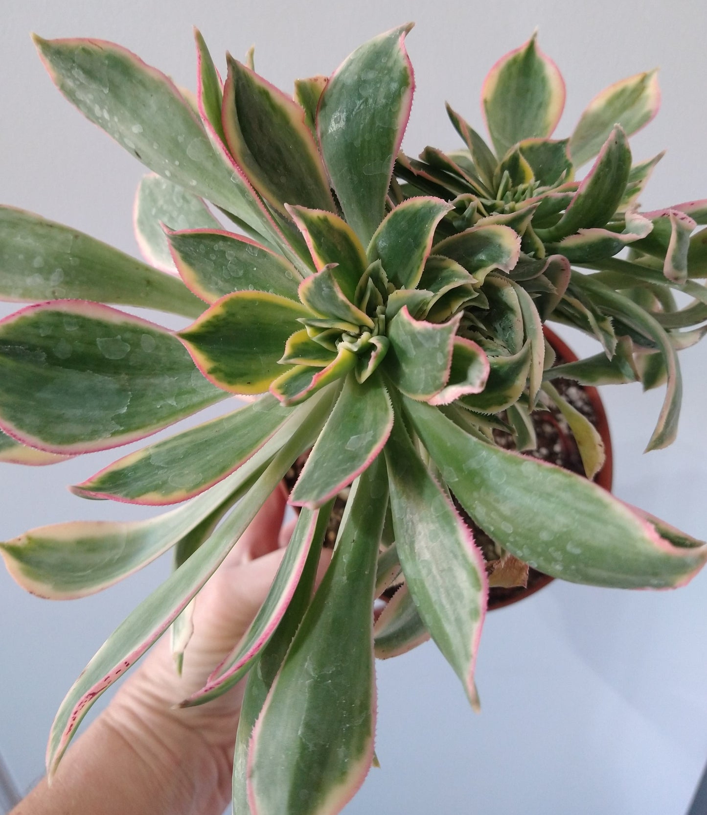 Aeonium decorum "Sunburst" f. cristata 6 inch Live Succulent