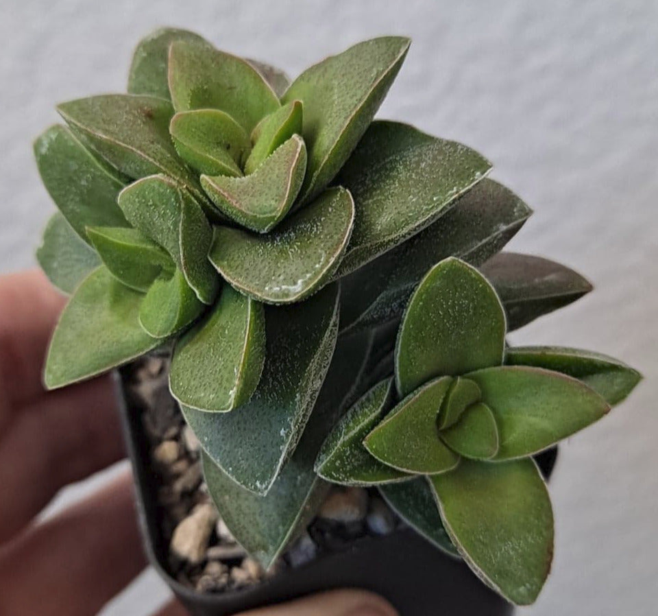 Crassula rupestris cv Springtime in 2.5 Inch Live Succulent