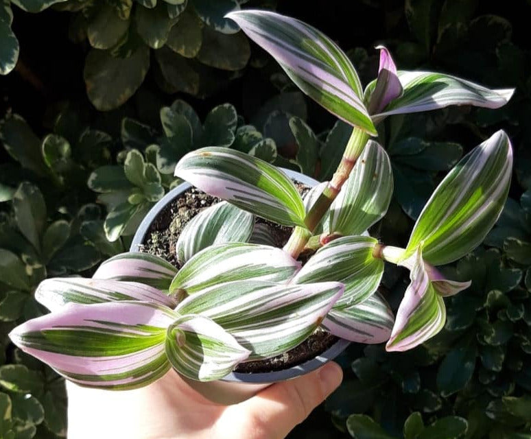 Tradescantia nanouk 4 Inch Live Houseplant