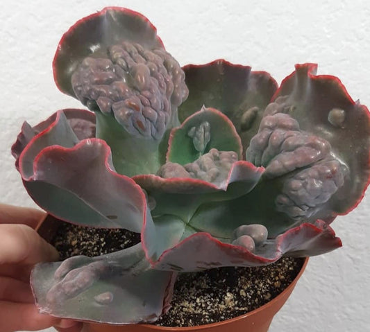 Echeveria 'Etna' 6 Inch Live Succulent
